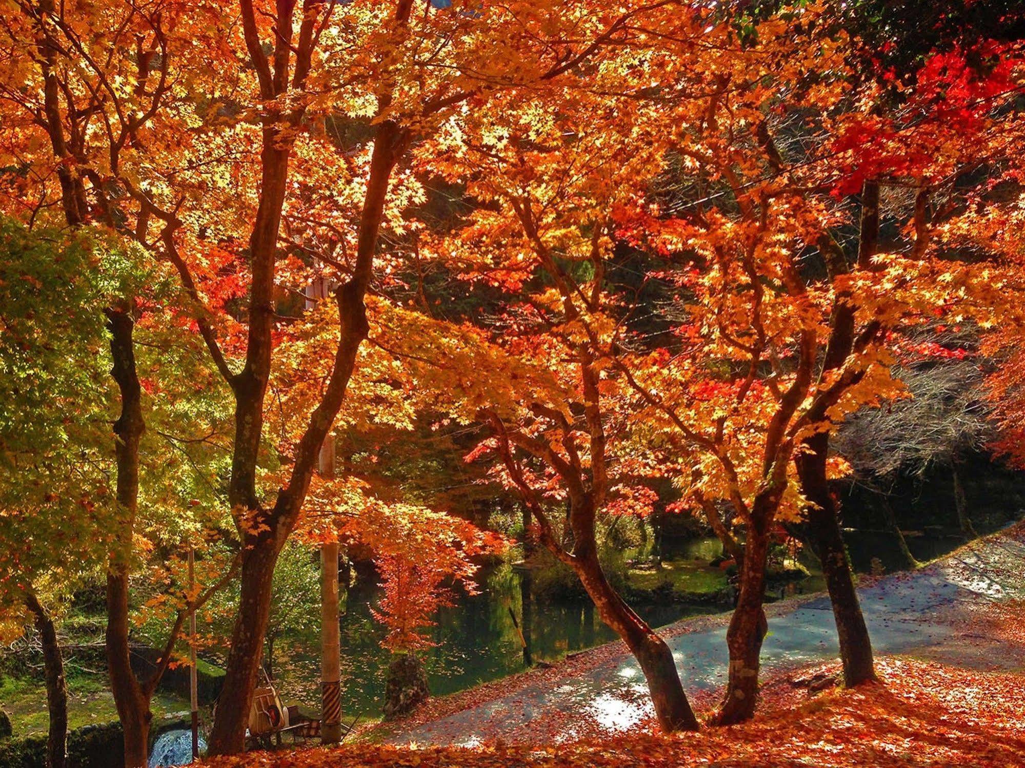 Ryoriryokan Kinshokan Gujo Exterior foto